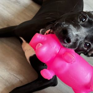 Meet your Posher, Stella